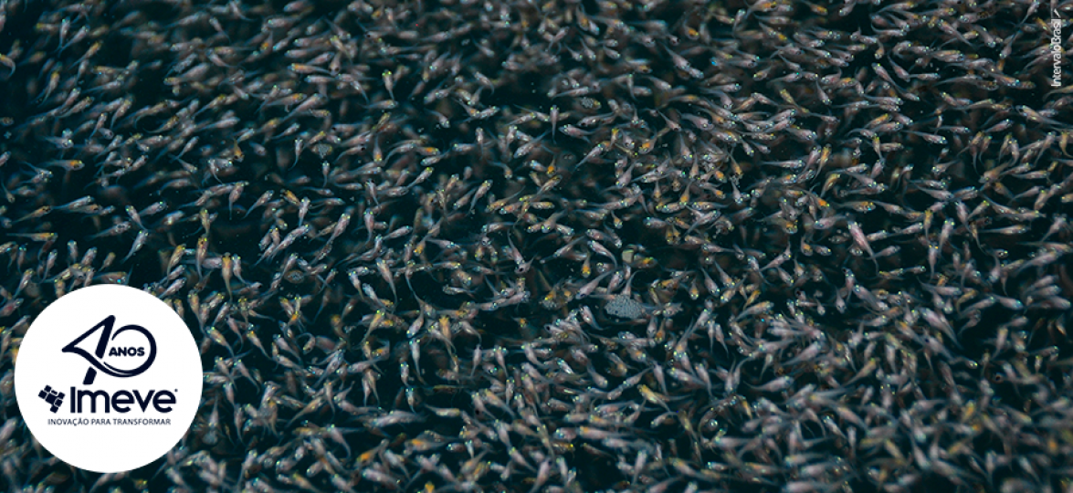 Efeito de um probiótico comercial na sobrevivência de larvas de tilápia-do-nilo (Oreochromis niloticus) durante o período de absorção do saco vitelino