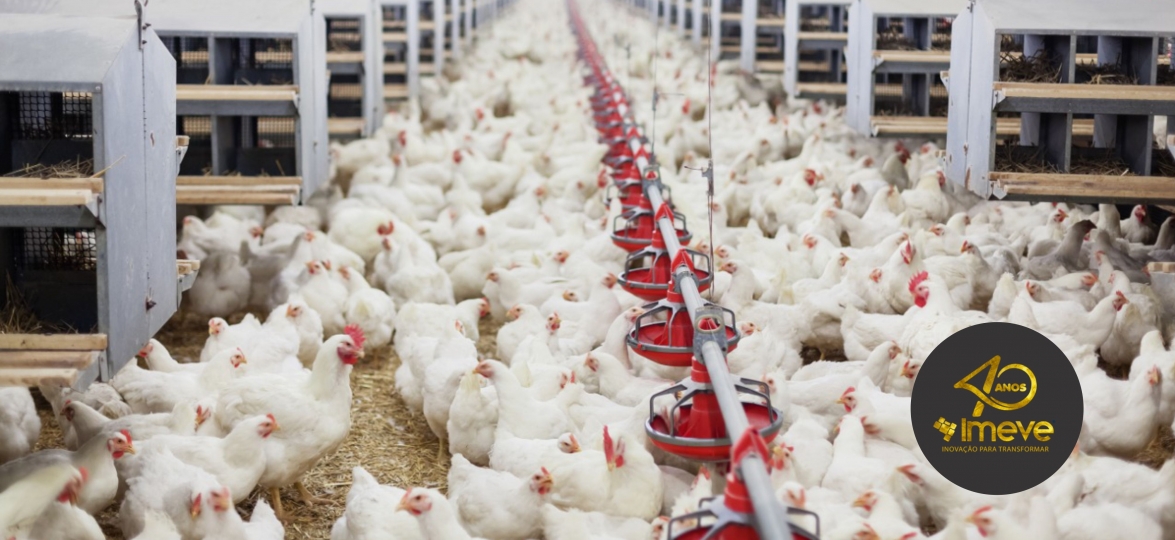 Avaliação de probióticos, prebiótico e antibióticos como promotores de crescimento para frangos de corte de 1 a 42 dias de idade