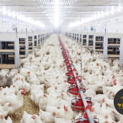 Avaliação de probióticos, prebiótico e antibióticos como promotores de crescimento para frangos de corte de 1 a 42 dias de idade