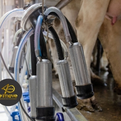 Estudo: uso de DBR Probiótico para aumento do teor de gordura do leite de vacas