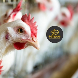 Adição de PAS TR, IMEVE S.A. controla cama frango contaminada por Salmonella Enteritidis e aumenta contagem de bactérias benéficas