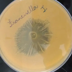 Uso de ferramentas biotecnologicas para enfrentar desafios na aquicultura.